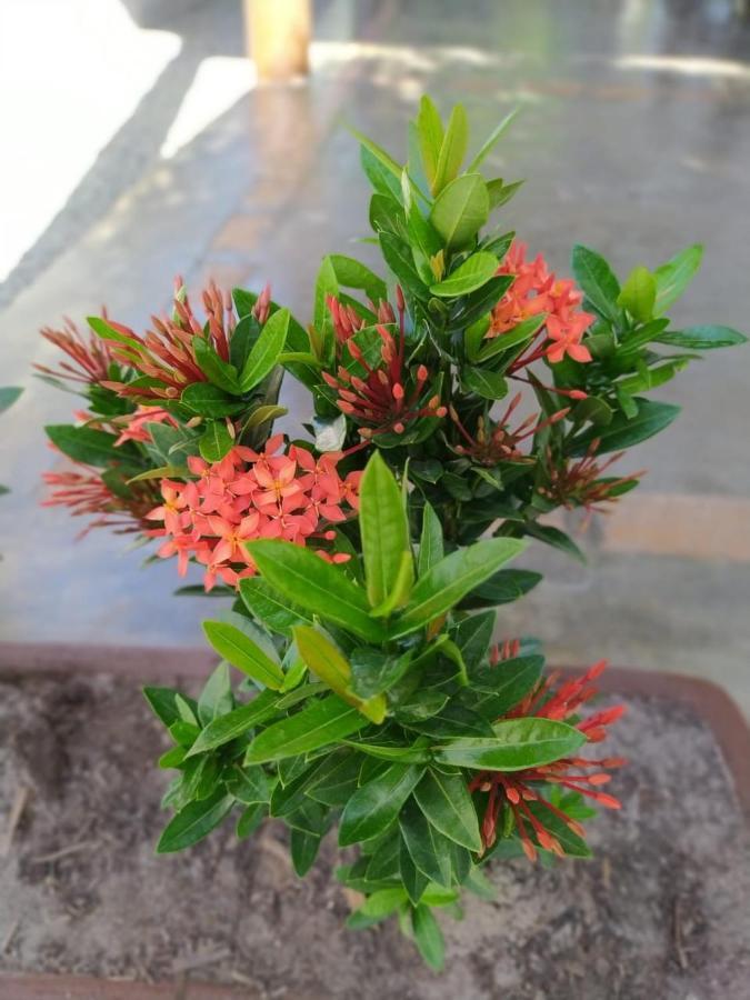 Recanto Do Meu Bem Jijoca de Jericoacoara Buitenkant foto